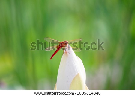 Red dragonfly lotus
