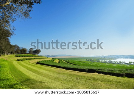 Landscape of tea plantation blue sky background in Chiang Rai, Thailand