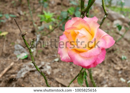 Pink, Orange and yellow rose in the garden