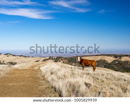 Cow beside trail on golden grassy hill in California with San Joaquin River Delta in distance Morgan Territory Regional Preserve, Contra Costa County, East Bay Regional Park, California.  