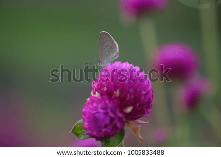 Nature concept : Closeup butterfly on purple flower in garden under sunlight. Picture use for background or wallpaper. (Globe Amaranth)