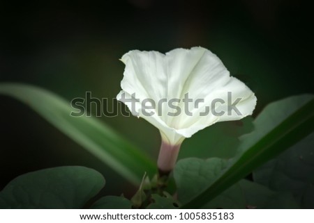 Beautiful white wild flower on black background