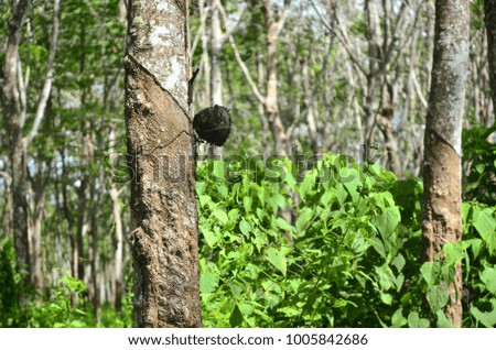 cutting line of rubber plant