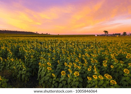 A sunflower field at sunrise