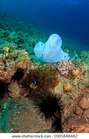 White plastic bag caught on the coral reef next to an anemone with fish