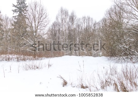 Winter forest nature landscape