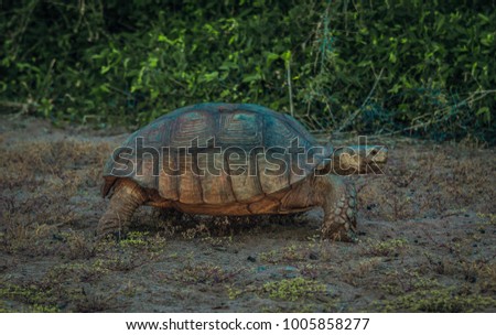 Tortoise on the run