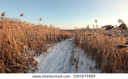 winter morning landscape with reeds dried in the sun