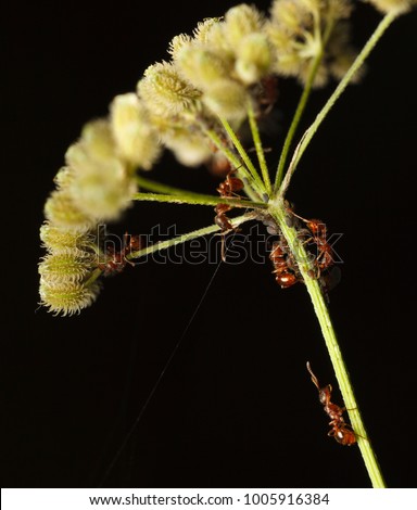 Macro of plant louse colony and red ants feeding on it under grass umbel

