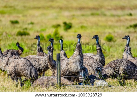 A beautiful group of emus who are drinking