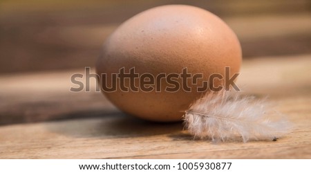 Close up picture of egg and feather.