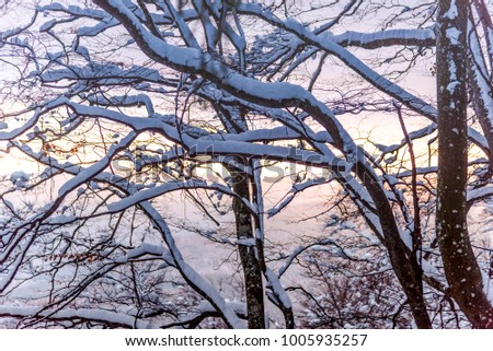 Snow branch tree at the sunset