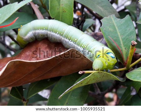 The green caterpillar on leaves
