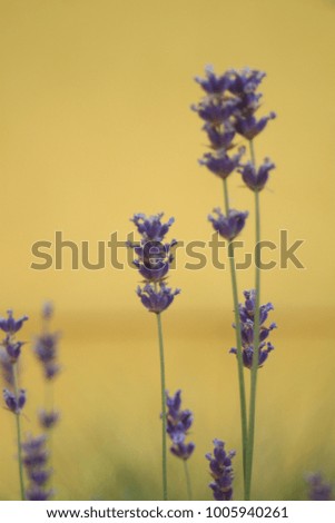 beautiful lavender on the yellow background