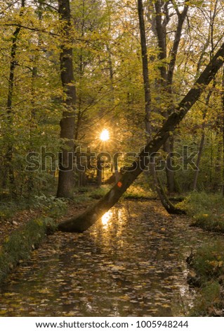 Picture taken on a perfect golden evening in autumn, Munich