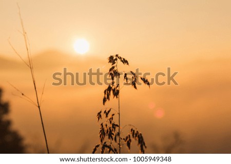 Silhouette wild grass flower in the morning at sunrise or sunset time.