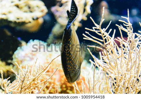 Tropical and coral sea fish. Beautiful underwater world