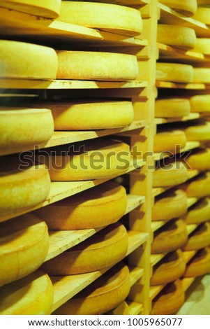 Shelves of aging Cheese on wooden shelves in maturing cellar in France, Franche Comte dairy