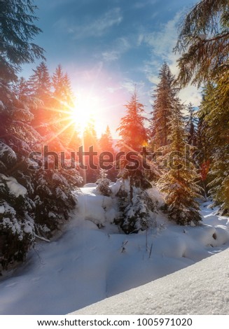 Winter Sunny Day. Incredible Wintry Sunset. Winter Mountain Forest. frosty Trees under Warm Sunlight. Picturesque Nature Scenery. Creative Artistic Image. Nature Background With lens flare