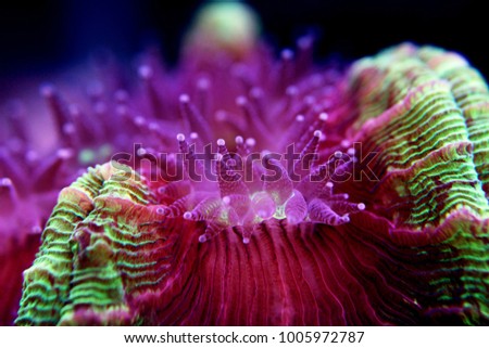 Underwater macro shot on coral polyps