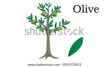 Olive Trees vector element. vector icon green icon