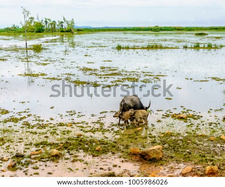 Two small water buffalos with their mother in a shallow lagoon with a blur view of trees, green tall grass, weeds, and muddy ground in Pathalung province, Thailand