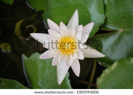 Top view of white lotus flower in the pond on blurred background, copy space, Regional, 