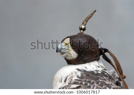 Falcon hooded on a grey background (Falco rusticolus)