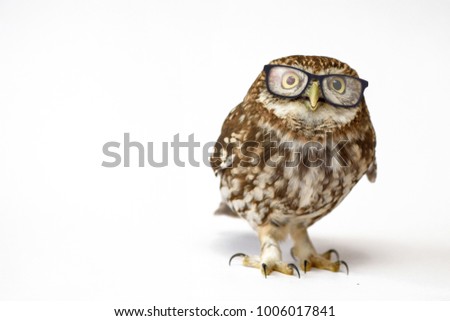 Little Owl wearing glasses, (Athene noctua) standing on a white background.