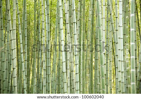 Natural bamboo trees as perfect abstract background