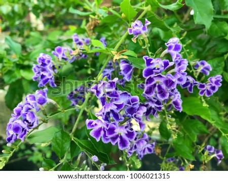 Violet flowers and green leaves for flowers background concept