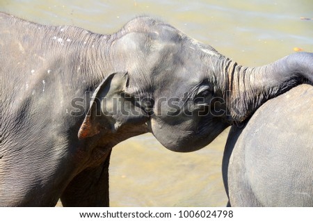 Baby Elephants, Sri Lanka