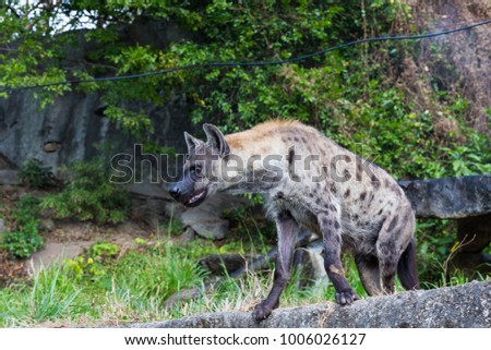 hyena on the rock