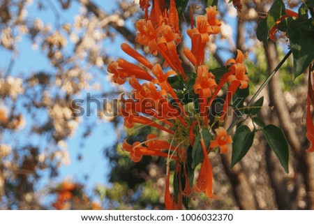 Orange trumpet, Flame flower