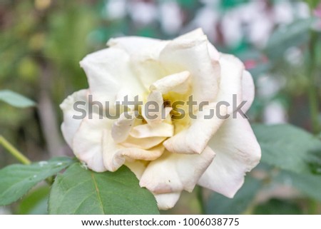 Rose white flowers in the forest.