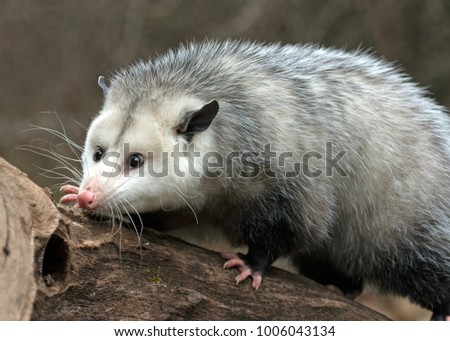 possum in search of food 