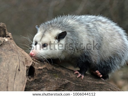 possum on a log searching 
