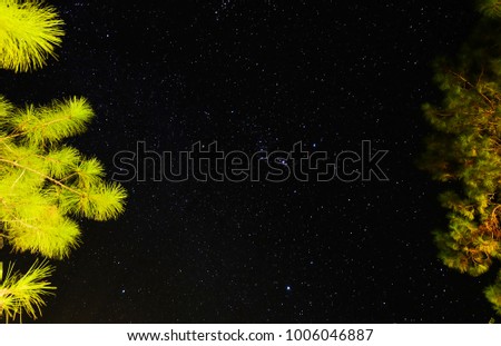 uprisen angle pine forest in the starry night