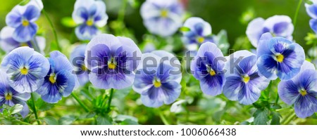 close up of pansy flower growing in the garden