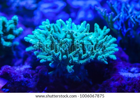 corals of marine aquarium