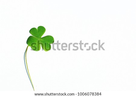 clover Leaf in white background. Select focus. Blank space for text.