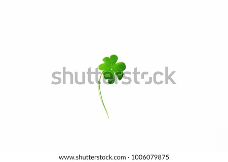 clover Leaf in white background. Select focus. Blank space for text.