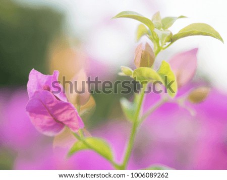 Blooming bougainvillea.Magenta bougainvillea flowers defocus background