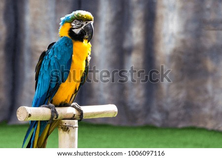 beautiful parrot macaw sits on a perch in the sun rays