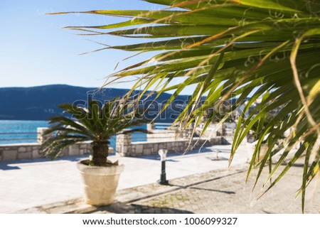 Palm trees in pots on the coast of the sea. Tourist place. Sunny day. Tropical climate.