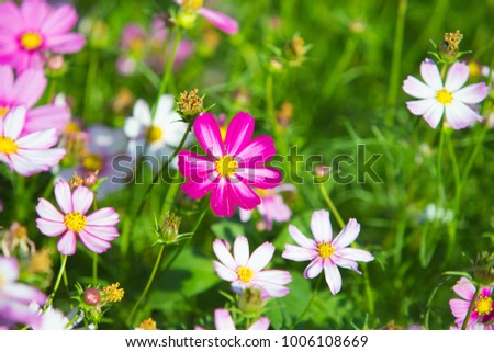  background of flowers.