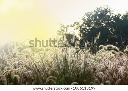 Grass flower season, the morning moist with dew.