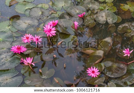 Beautiful group of lotus with vivid pink in swamp or Day light image of vivid pink lotus in nature.