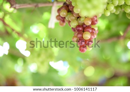 grapes on blurred green background