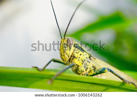 Nature composition of Javanese grasshopper - Valanga nigricornis, Macro photography with selective focus on the subject. Shallow depth of field.